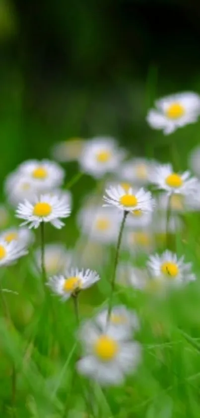 Mobile wallpaper featuring a tranquil daisy field with vibrant green background.