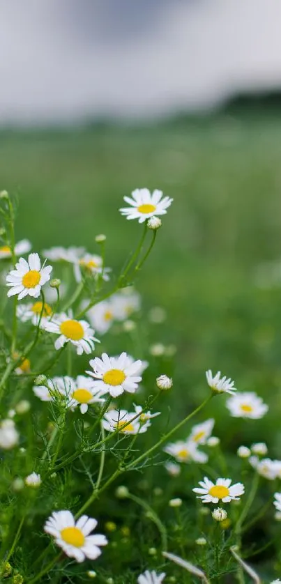 A tranquil field of daisies with a soft, cloudy sky above, perfect for mobile wallpaper.