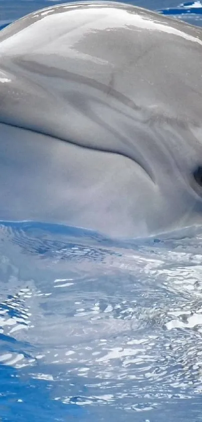 Serene dolphin swimming in blue ocean water.