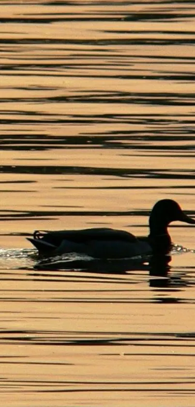 A duck glides across golden sunset waters, reflecting tranquility.