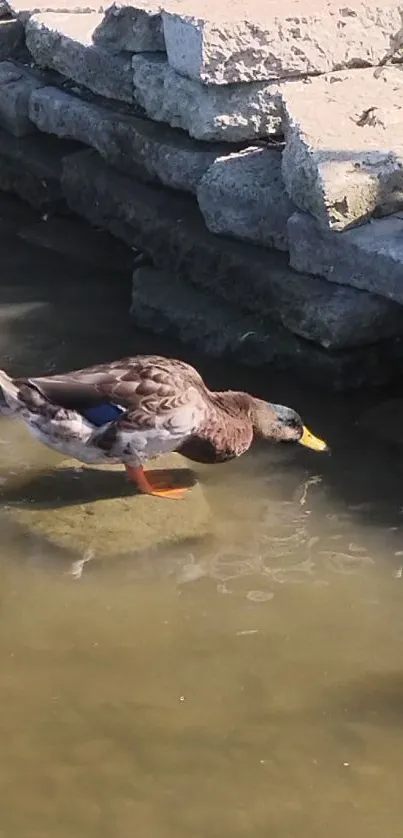 Ducks near a stone pond in tranquil setting.