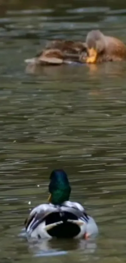 Two ducks floating on serene water surface.