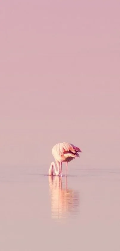 A minimalist pink wallpaper with a flamingo.