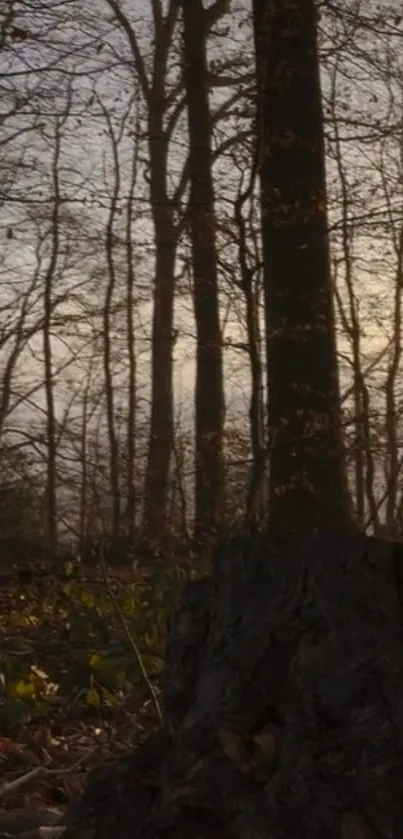 A dusk scene in a forest with silhouetted trees and a serene atmosphere.