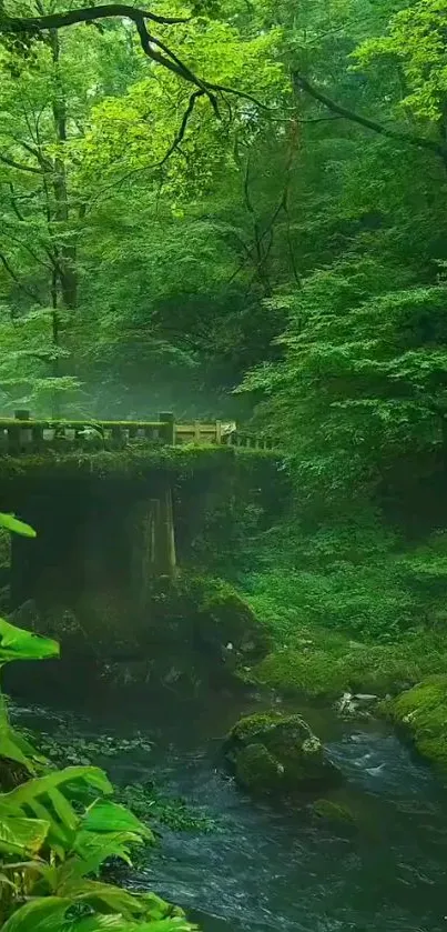 Serene forest bridge over a stream in lush greenery, ideal for a calming wallpaper.