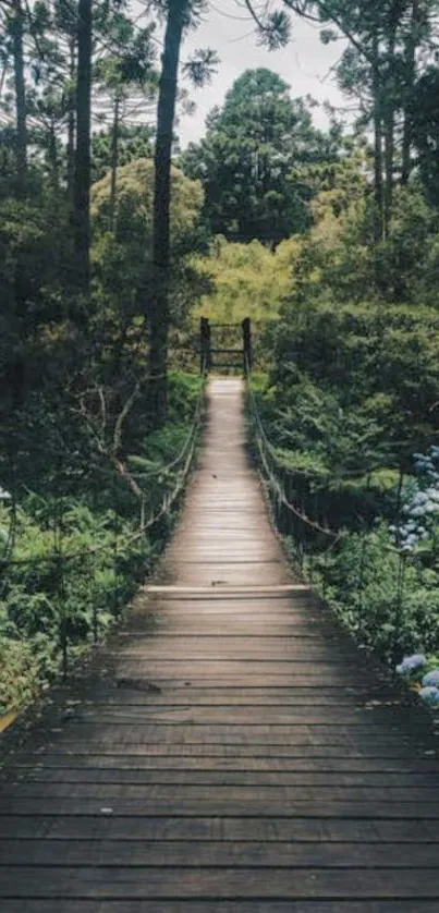 Wooden bridge in lush green forest, serene mobile wallpaper.