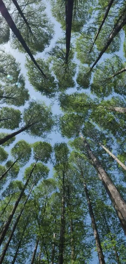 Tall forest trees meeting the blue sky viewed from below.