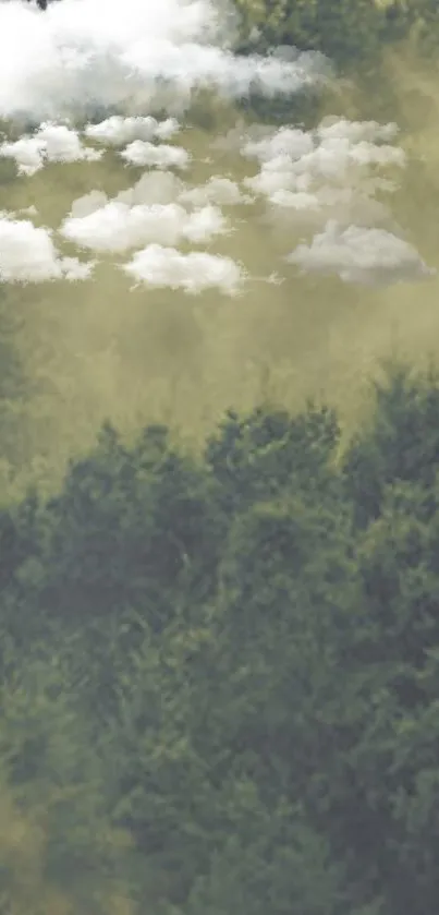 Calming green forest with fluffy white clouds overhead.