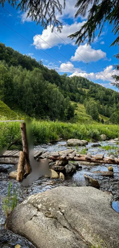 Tranquil forest creek with blue sky and greenery.