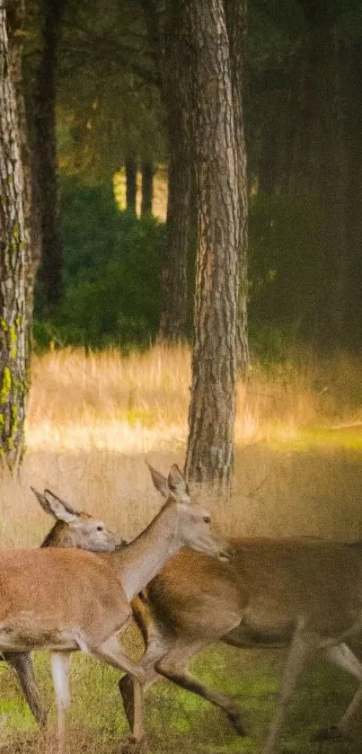 Deer gracefully walk through a sunlit forest creating a serene nature scene.