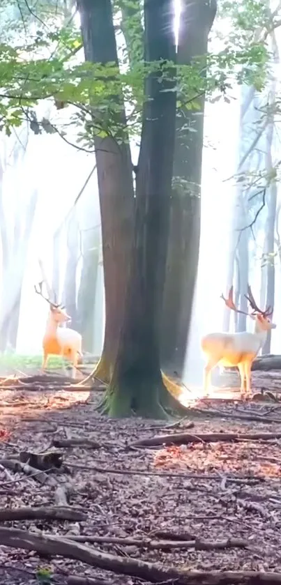 Serene forest with deer in dappled sunlight background.