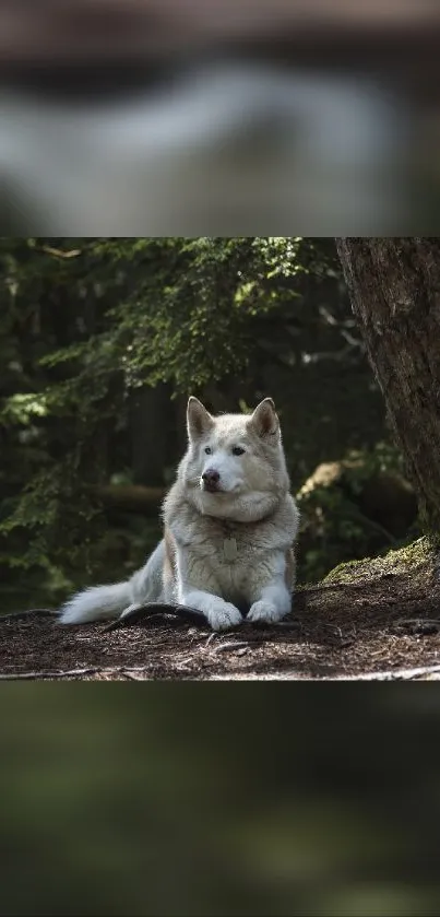 Husky dog resting in a tranquil forest setting, surrounded by lush greenery.