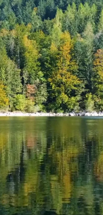 Serene forest and lake reflection mobile wallpaper.