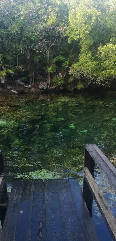 Serene green forest lake with a wooden pier.