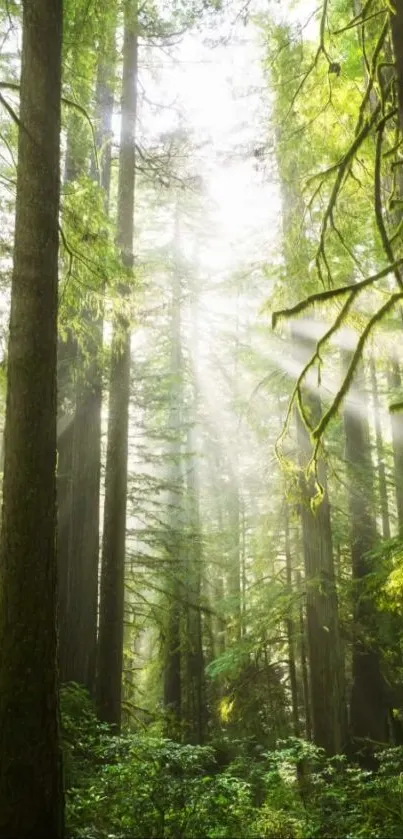 Sunlight streaming through lush green forest trees creating serene natural beauty.