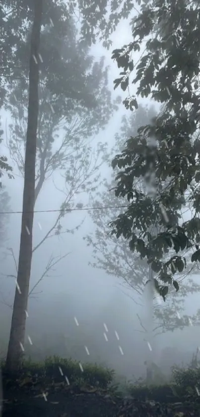 Misty forest landscape with tall trees and serene ambiance.