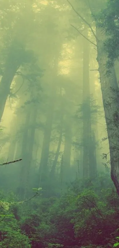 Misty forest with towering trees and lush green foliage.