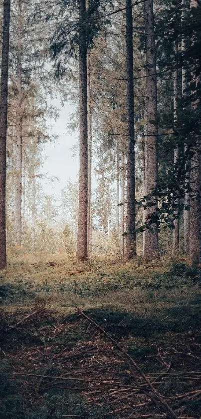 Tranquil forest scene with tall trees and lush greenery for phone wallpaper.