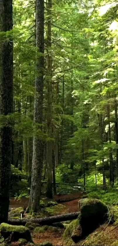 Lush green forest with tranquil scenery for a mobile wallpaper.