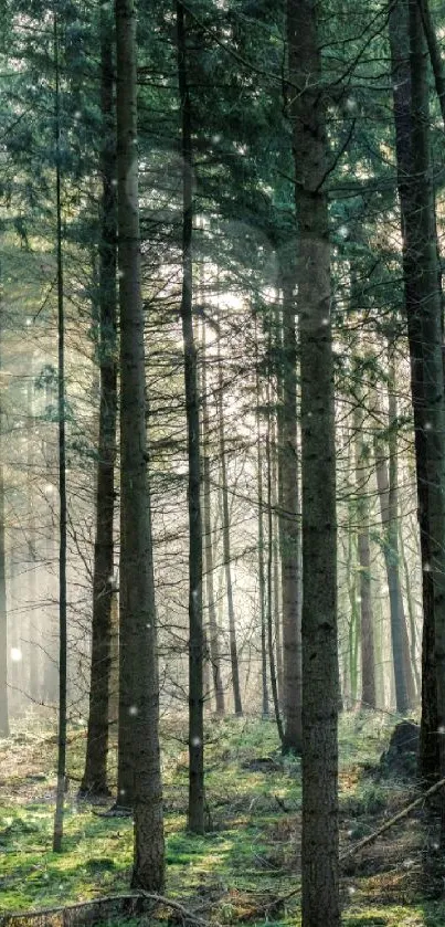 Sunlit forest with tall trees and green foliage for a calming mobile wallpaper.