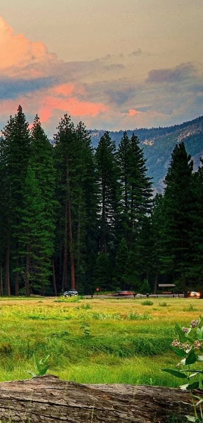 Peaceful forest with a sunset sky and lush green grass.