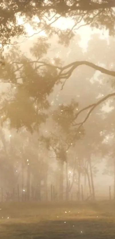 Serene forest landscape with morning light glow.