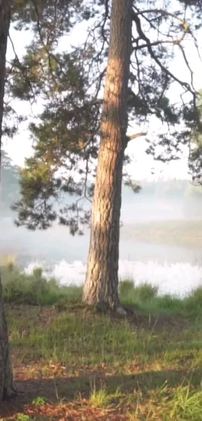 Tranquil morning forest with mist and trees, perfect for a relaxing mobile wallpaper.