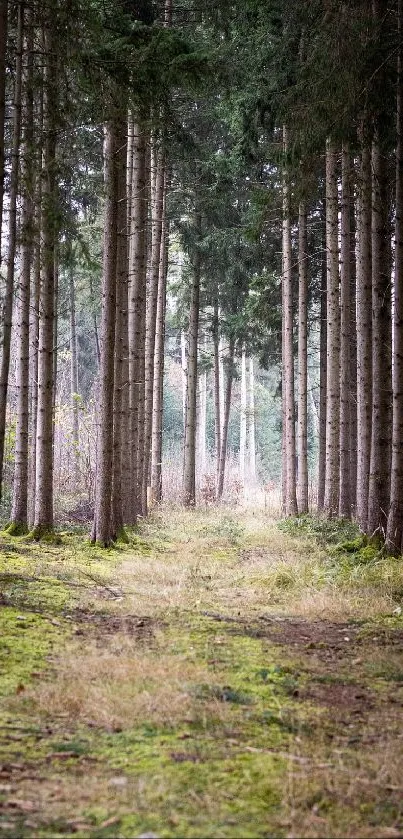 Forest path lined with tall trees, perfect for nature lovers.