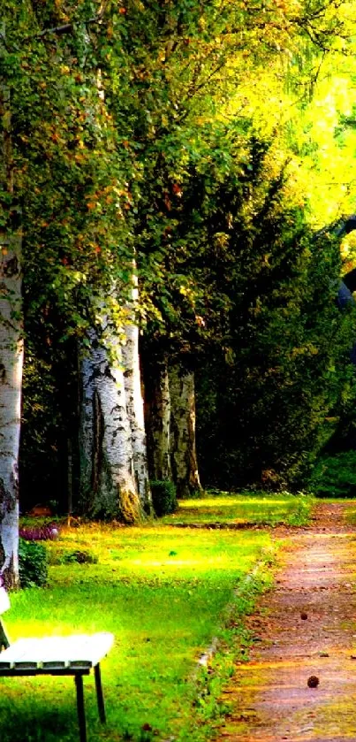 A serene forest path with a bench surrounded by lush greenery.