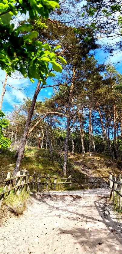 Scenic forest path with blue sky and green trees.