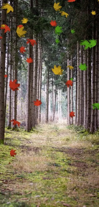 Serene forest path surrounded by tall trees.