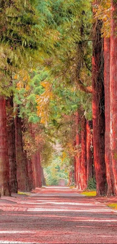 Serene path through a forest with tall, sunlit trees and a tranquil atmosphere.