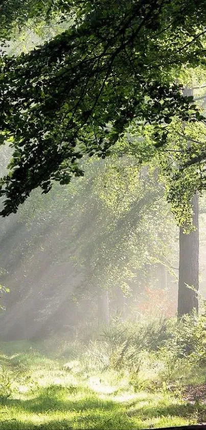 Serene forest path with sunlight streaming through green foliage.