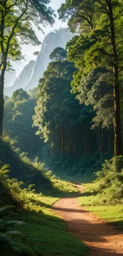 A peaceful path through a lush, green forest under morning light.