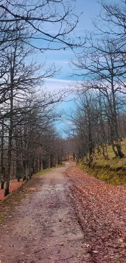 Serene forest path under a clear blue sky, perfect for nature lovers.