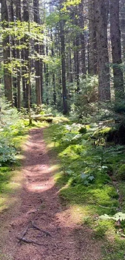 Serene forest path surrounded by lush greenery and tall trees.