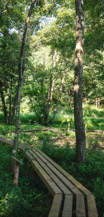 Tranquil forest path amidst lush greenery on a wooden trail.