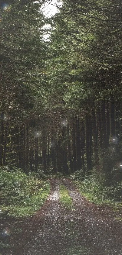 Serene forest path with lush greenery on a peaceful, narrow trail.