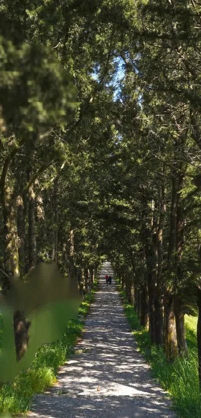 Sunlit forest path lined with lush green trees.