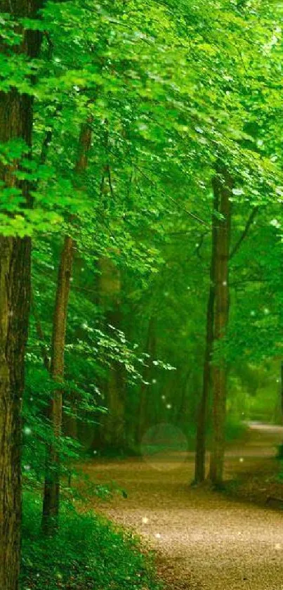 Peaceful forest path with lush green leaves and towering trees.