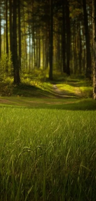 A peaceful forest path with lush green grass and towering trees.