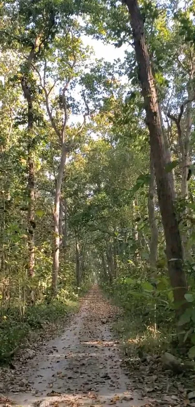 Tranquil path through lush green forest.