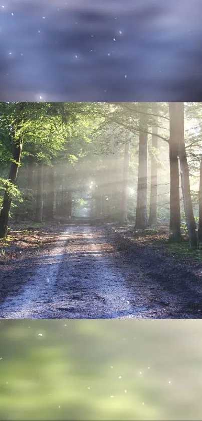 Serene forest path with sunlight filtering through tall trees.