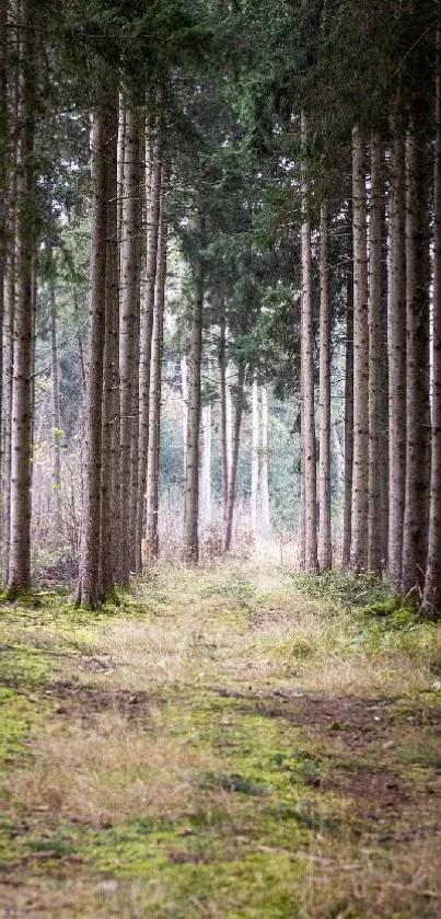 Serene forest path with tall green trees and lush surroundings.