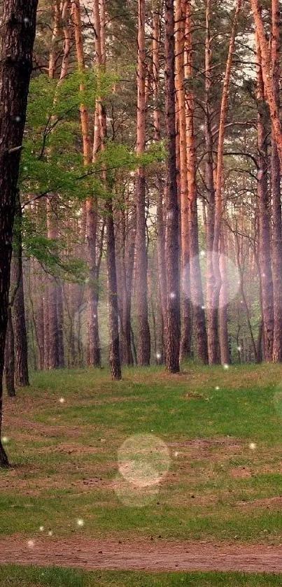 Tranquil forest path with misty light filtering through tall trees.