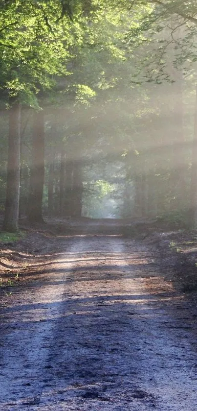 Serene forest path with sunlit greenery for mobile wallpaper.