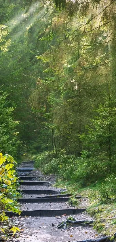 Sunlit forest path surrounded by lush green trees.