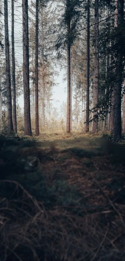 Tall trees in a tranquil forest path.