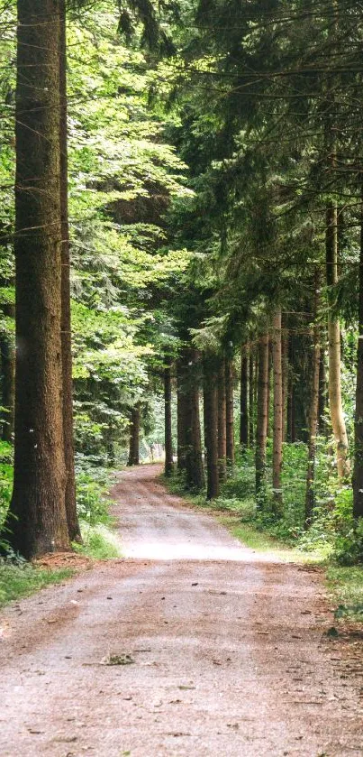 Serene green forest path with lush trees.