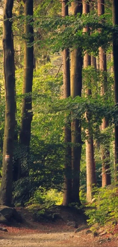 Sunlit forest pathway with lush green trees.